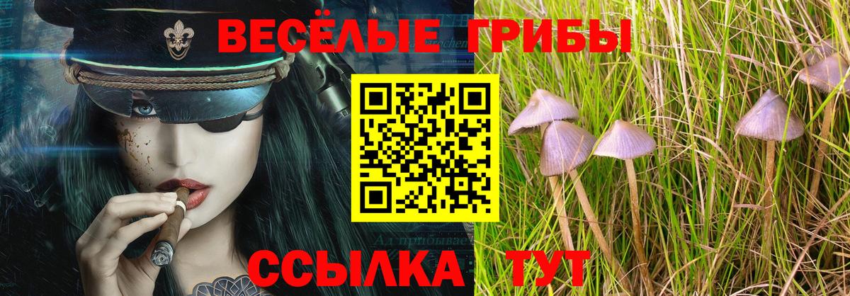 Псилоцибиновые грибы Cubensis Лесной